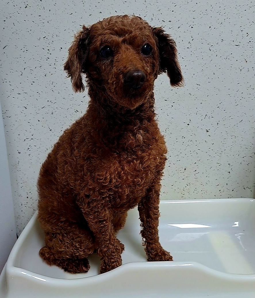 수원시 동물보호센터_441374202300562